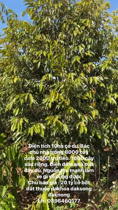 Đất Nông Nghiệp 10ha Đắk Song, Đắk Nông - Thu Nhập Khủng Từ Cà Phê, Tiêu, Sầu Riêng