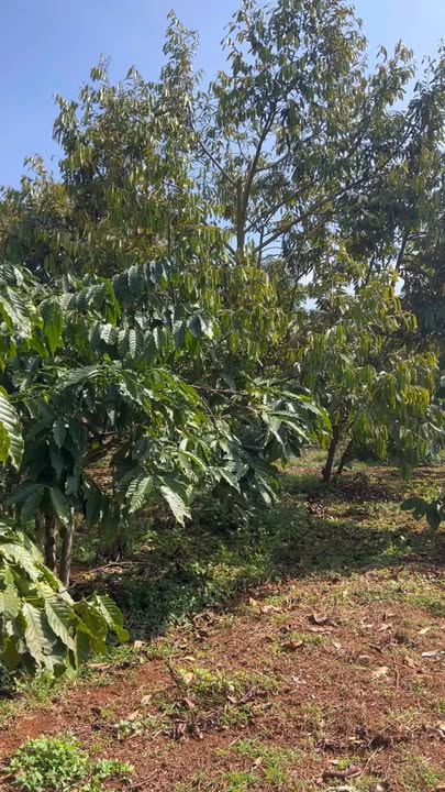 Bán Gấp Rẫy 9.1 Sào Cư Pơng - Đắk Lắk: Vườn Trái Cây Sinh Lời, Giá Tốt Đầu Năm
