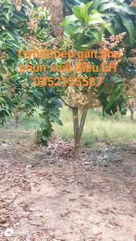 Đất Vườn Đắk Nông 5ha giá 1.6 tỷ - Sinh thái xanh, sổ đỏ sẵn