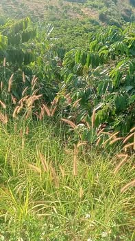 Bán Gấp Farm 12000m² Quảng Sơn, Đắk Nông - Giá Đầu Tư 2.2 Tỷ