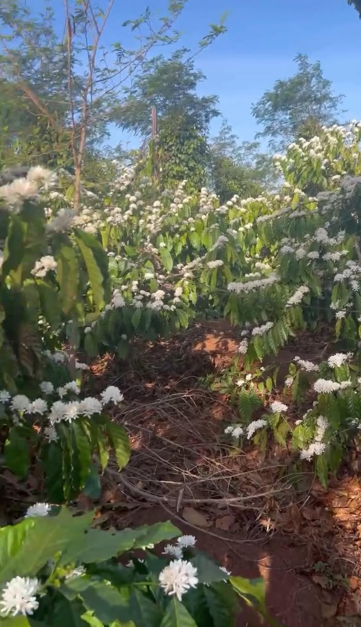 Đất Vườn Gia Lai 2.4ha - Sổ Hồng Sẵn, Kinh Doanh Cà Phê & Sầu Riêng