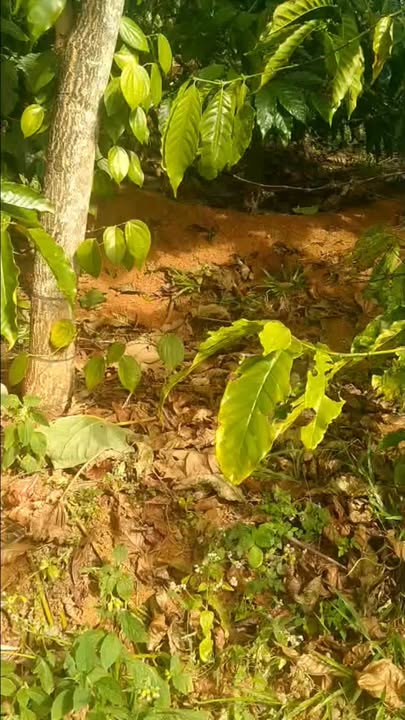 Đất nền 11.000m² Nam Giang Đăk Song - Tiềm năng tăng giá vượt trội!