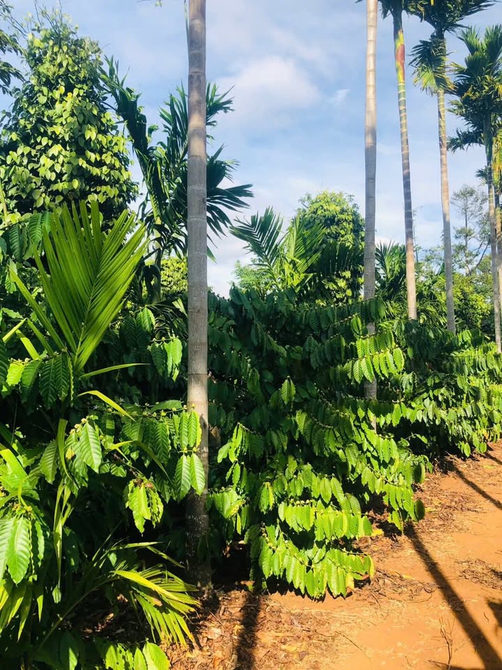 Đất Nông nghiệp Ea Tiêu 7500m² giá 3.74 tỷ - Tiềm năng sinh lời bền vững!