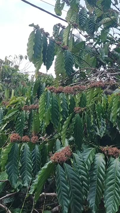 Đất vườn Ea Nam 11.000m² 3 tỷ - Đầu tư dài hạn sinh lời!