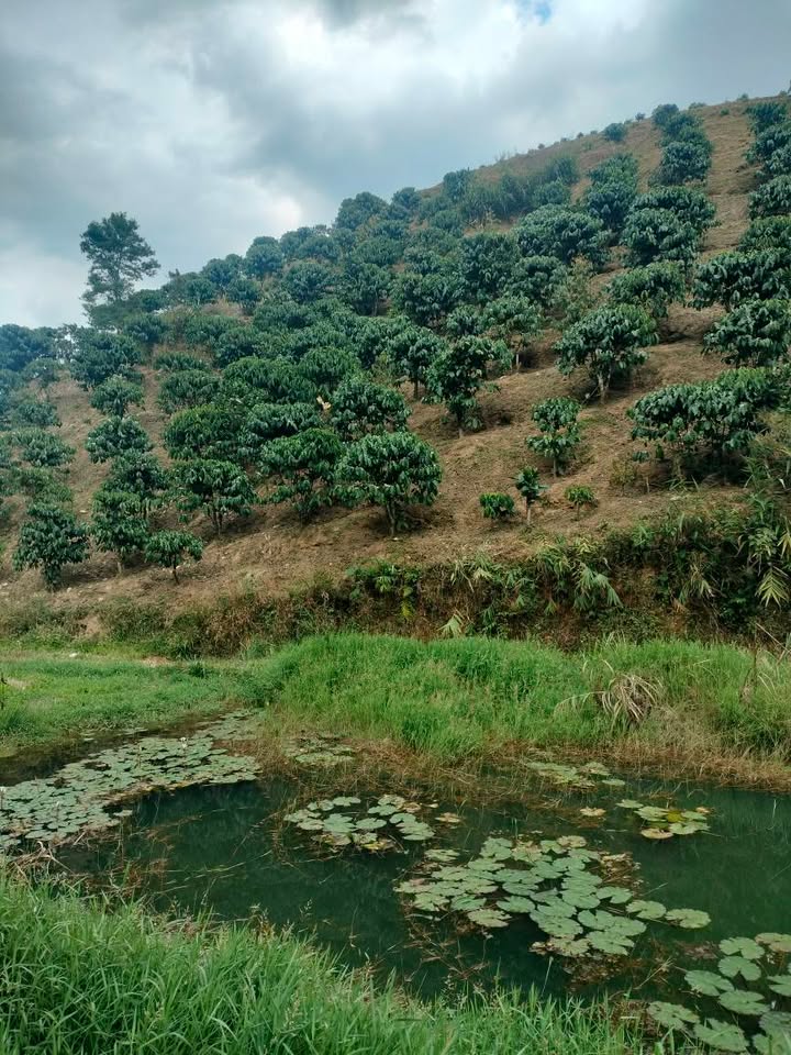 Bán Đất Vườn Lộc Châu, Bảo Lộc - 200tr/sào, Sổ Đỏ