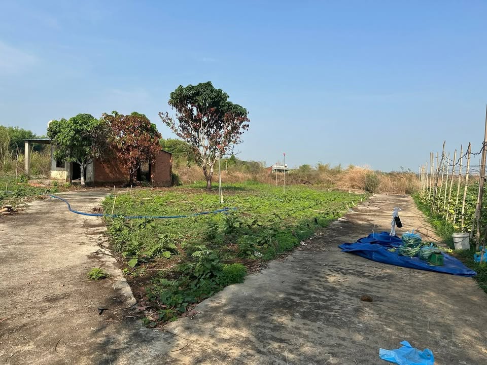 Đất nền Bù Đốp 1.6ha giá 1.35 tỷ - Tiềm năng tăng giá vượt trội!