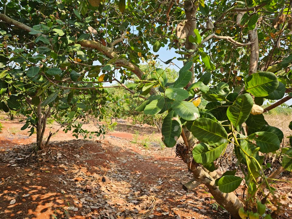 Đất Vườn 1.44ha Bình Phước - Trồng Sầu Riêng/Cà Phê Tiềm Năng Lớn