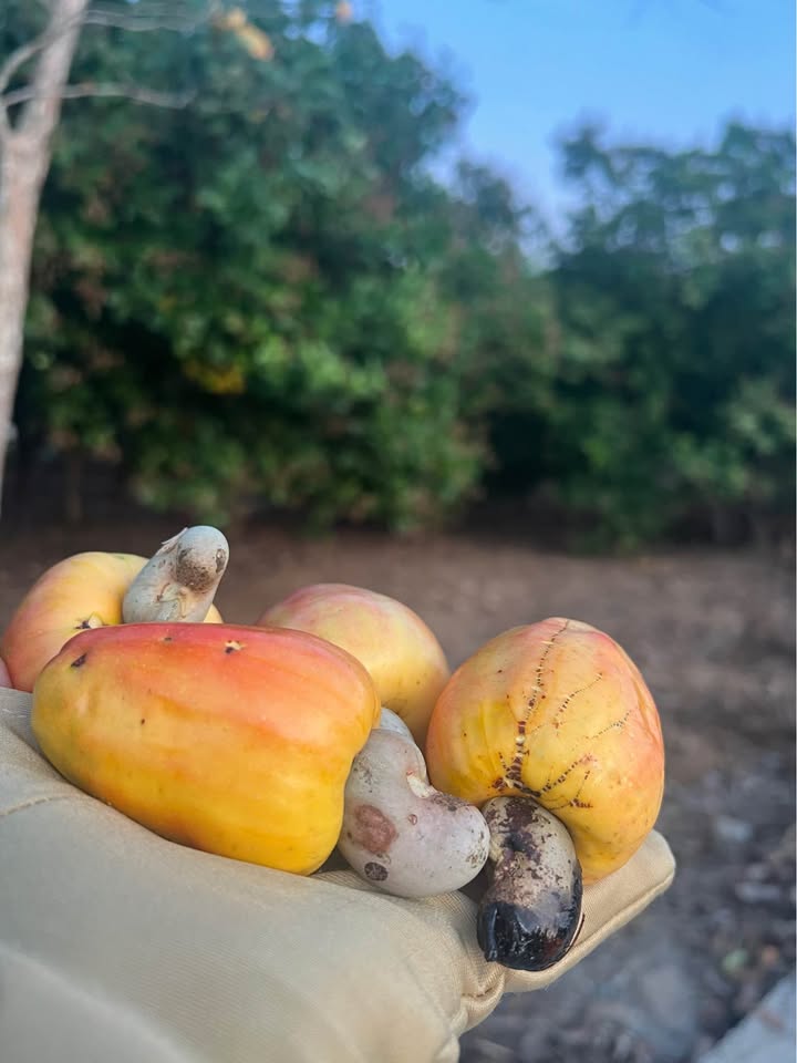 Đất Vườn Đồng Tâm, Đồng Phú 1.1 ha - Sổ Đỏ Chính Chủ, Giá Tốt!