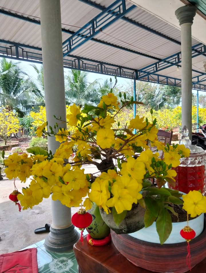 Bán Gấp Farm 10.000m² Sổ Hồng Tại Tân Minh, Hàm Tân - Gần Chợ Căn Cứ 6