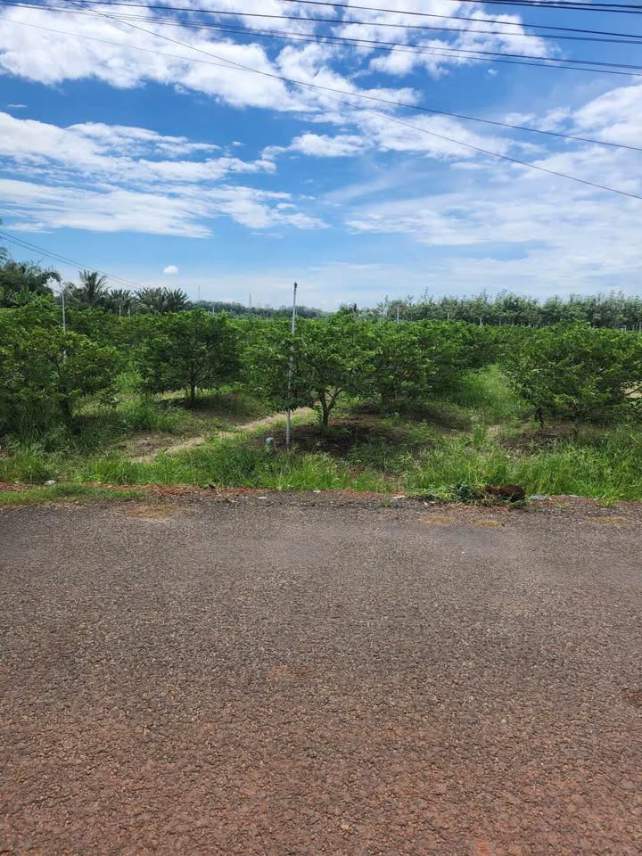 Đất Vườn Tân Bình, Tây Ninh 10.000m² - Sinh Thái Xanh, Đón Đầu Tương Lai!