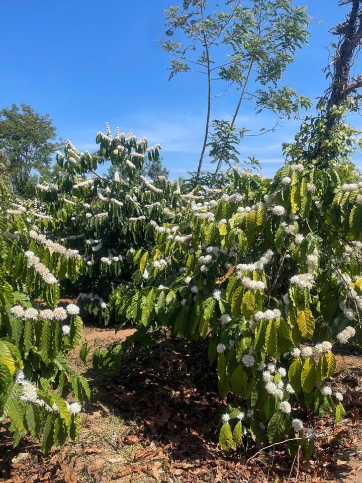 Đất Nông Nghiệp Thôn 4 Hòa Phú Chư Păh - 200 Triệu/8 Năm - Giá Đầu Tư Tốt!