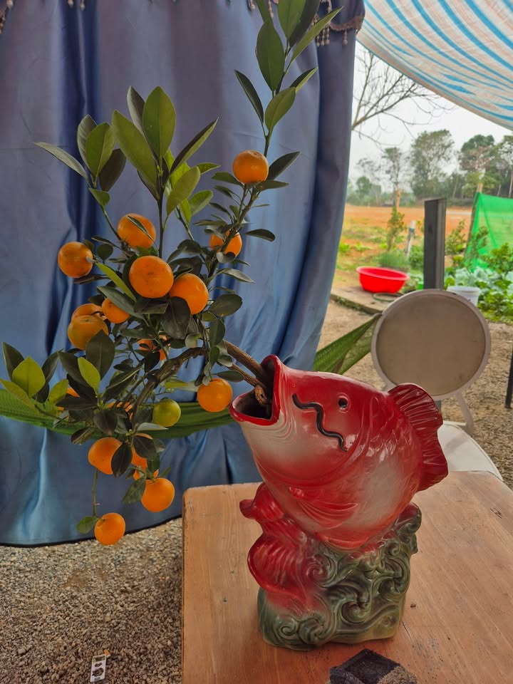 Đất Nền Triệu Sơn 150m² Full Thổ Cư - Kinh Doanh Sầm Uất