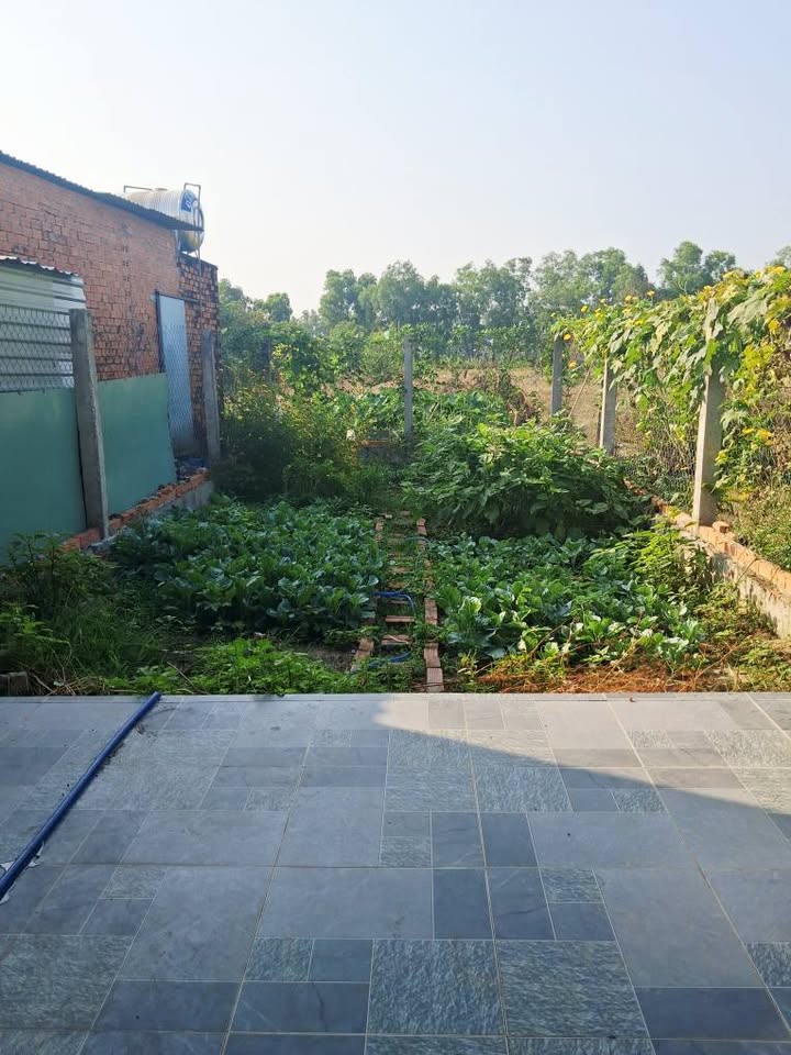 Nhà Vườn 240m² Mỹ Hạnh Bắc - Hạ Giá Sốc 3.2 Tỷ, Sẵn Sàng Đón Xuân!