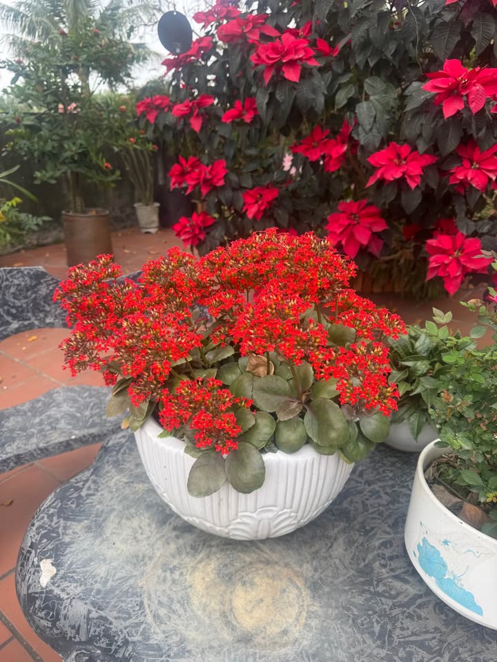 Bán đất Đồng Hòa Kiến An 65m² 3.75 tỷ - Sổ đỏ chính chủ hạ tầng đẹp