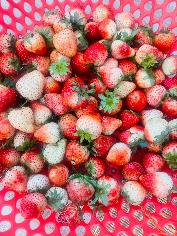 Bán đất Phù Liễn, Hải Phòng 55.2m² nở hậu - Sổ hồng sẵn sàng