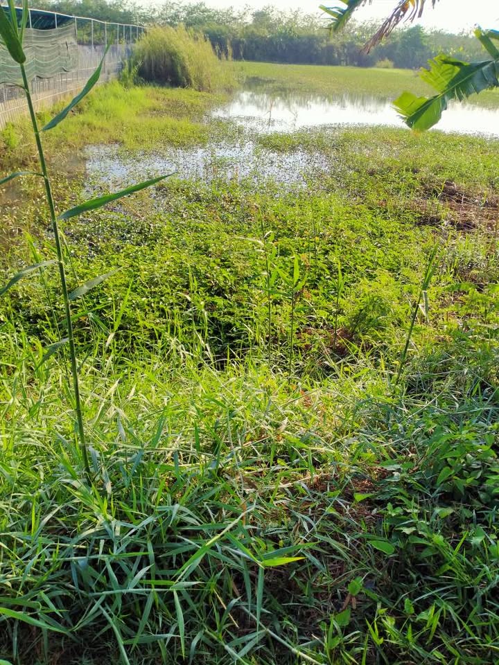 Đất Vườn Làng Hoa Sa Đéc 4000m² - Sinh Thái Xanh, Đầu Tư Dài Hạn!