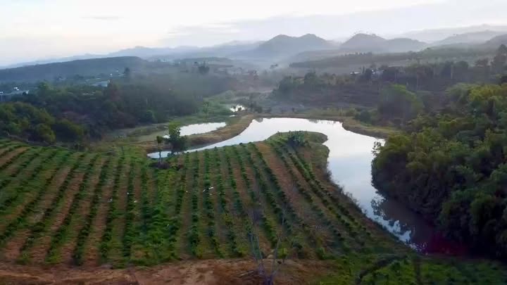 Bán Gấp 4ha Đất Cà Phê Vườn Caosu 15 Tháng Tuổi - Quảng Khê, Châu Đức - Giá Đầu Tư 3.7 Tỷ/ha