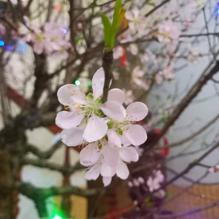 Bán Đất Phường Tân An TP Ninh Bình 137m² 19 Tỷ - Vị Trí Vàng Hai Mặt Tiền