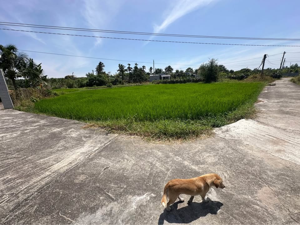 Đất thổ cư Hàm Đức (1000m²) - Bán gấp giá tốt 550 triệu