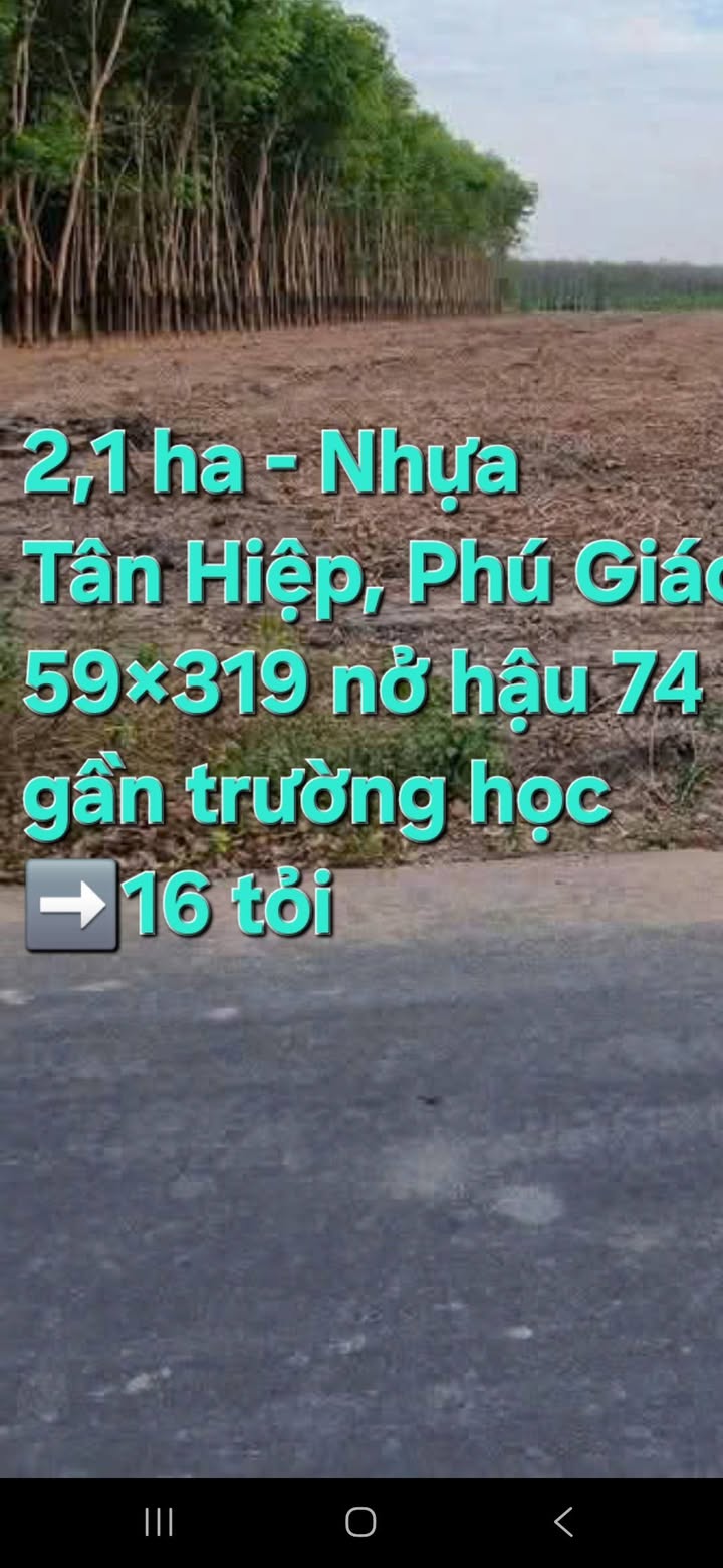 Đất Farm Phú Giáo 21000m² - Sổ hồng rõ ràng, tiềm năng lớn!