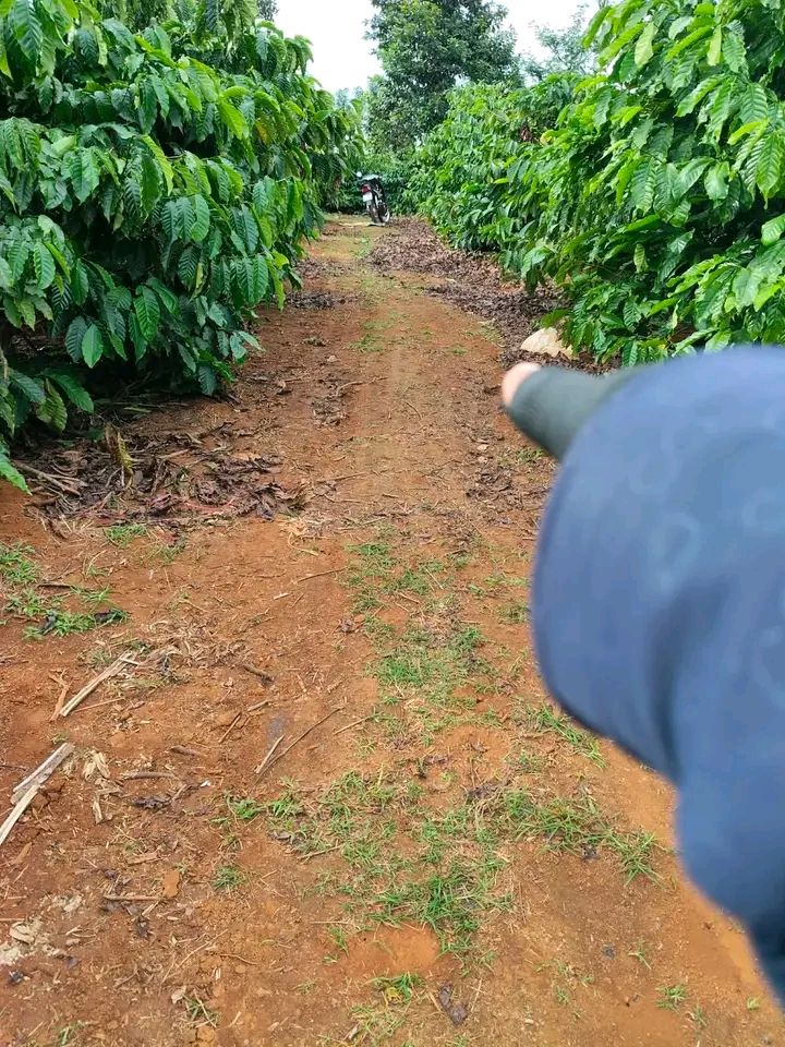 Farm Xã Tân Thành, Krông Nô 2520m² - Đầu tư dài hạn!