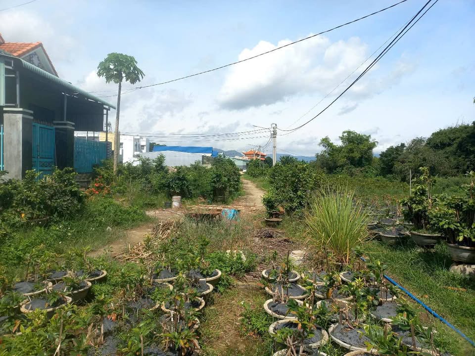 Bán đất 100m² An Lão, Bình Định - Sổ đỏ sẵn sàng, giá chỉ 8xx triệu