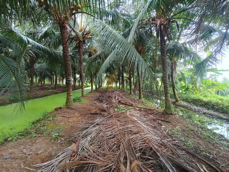 Bán Đất Vườn Chợ Gạo 3825m² Giá 1.3 Tỷ - Nghỉ Dưỡng Lý Tưởng