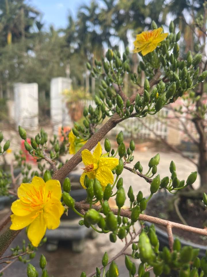 Bán đất vườn Ea H'leo Đắk Lắk 2.5ha giá 2.5 tỷ - Đầu tư dài hạn