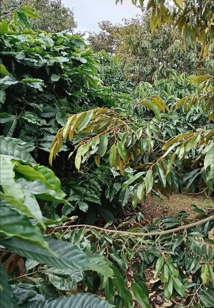 Đất Farm 20.000m² Mặt Đường Bê Tông, Ea Blang, Buôn Hồ - Giá Tốt