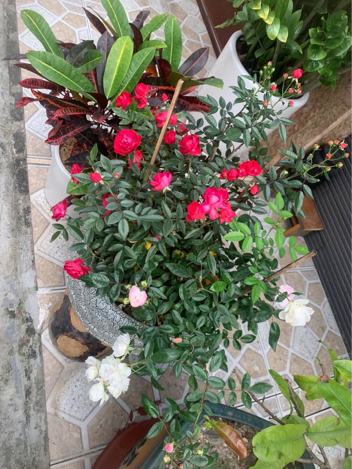 Đất nền TĐC Cây Đa 40m² giá 4.2 tỷ - Sổ đỏ chính chủ, hạ tầng hoàn thiện!