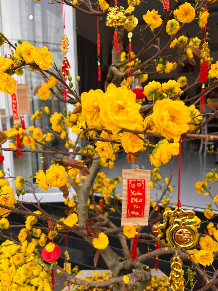 Đất nền Trảng Bàng 290m² - Sổ hồng chính chủ, tiềm năng sinh lời!