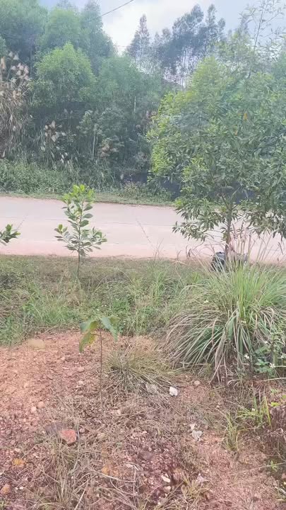 Đất nền Sơn Động 200m² mặt đường TL 293 - Tiềm năng tăng giá!