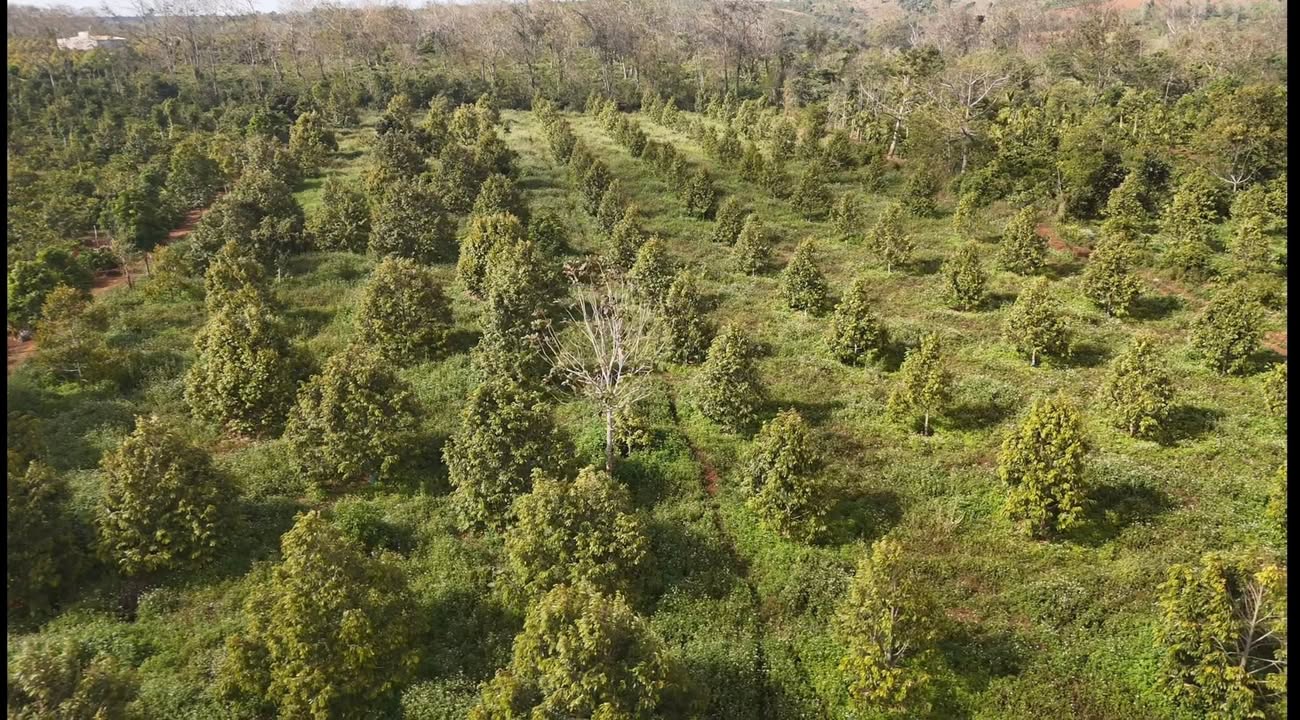 Đất Vườn Ea Tul Đắk Lắk 1.8ha - Nghỉ Dưỡng Lý Tưởng