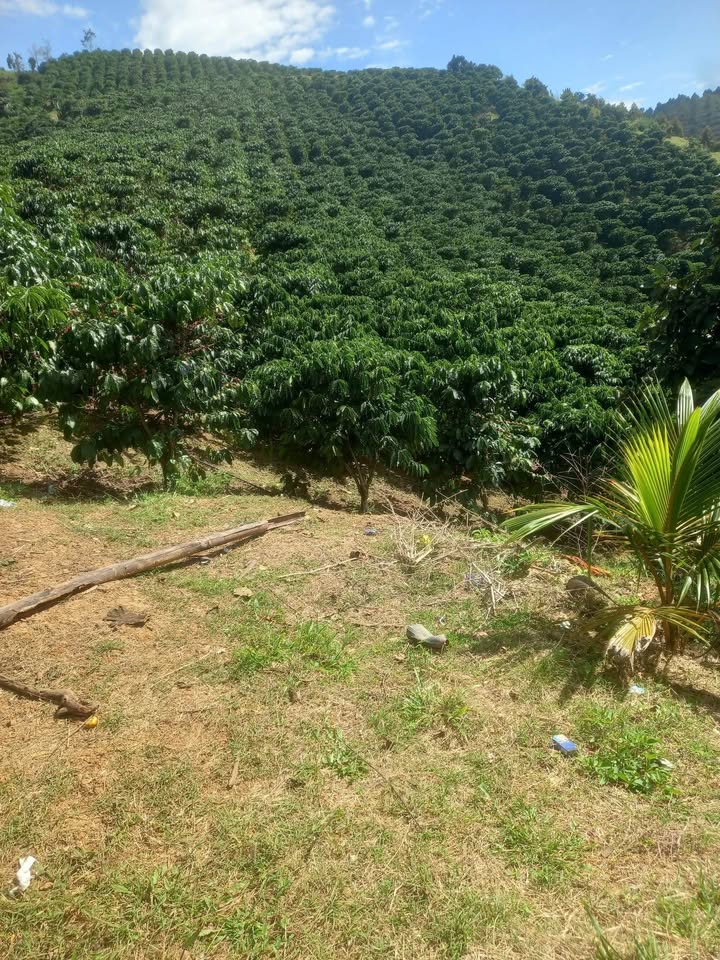 Đất Nền Lâm Hà 8300m² giá 2.5 tỷ - Tiềm năng tăng giá!