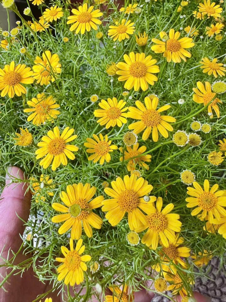 Đất nền Kiệt Trường Chinh, Thanh Khê 64m² - Sổ đỏ chính chủ!