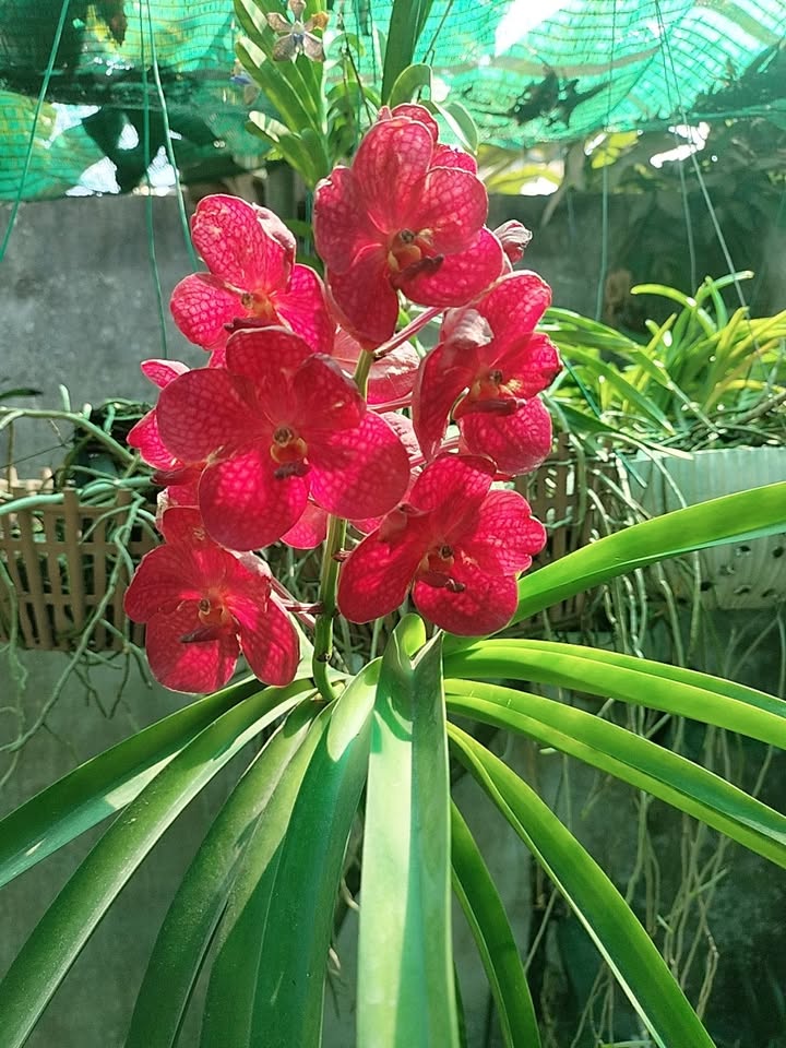 Nhà riêng Phước Tân 200m² giá 2.5 triệu/tháng - Giá tốt hiếm có!