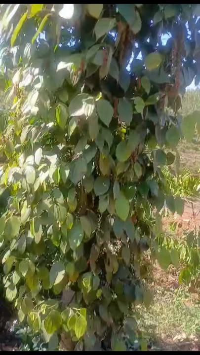 Bán Rẫy 10.000m² Đắk Môl - Nguồn Thu Mạnh Từ Tiêu & Ao, Giá 1.65 Tỷ