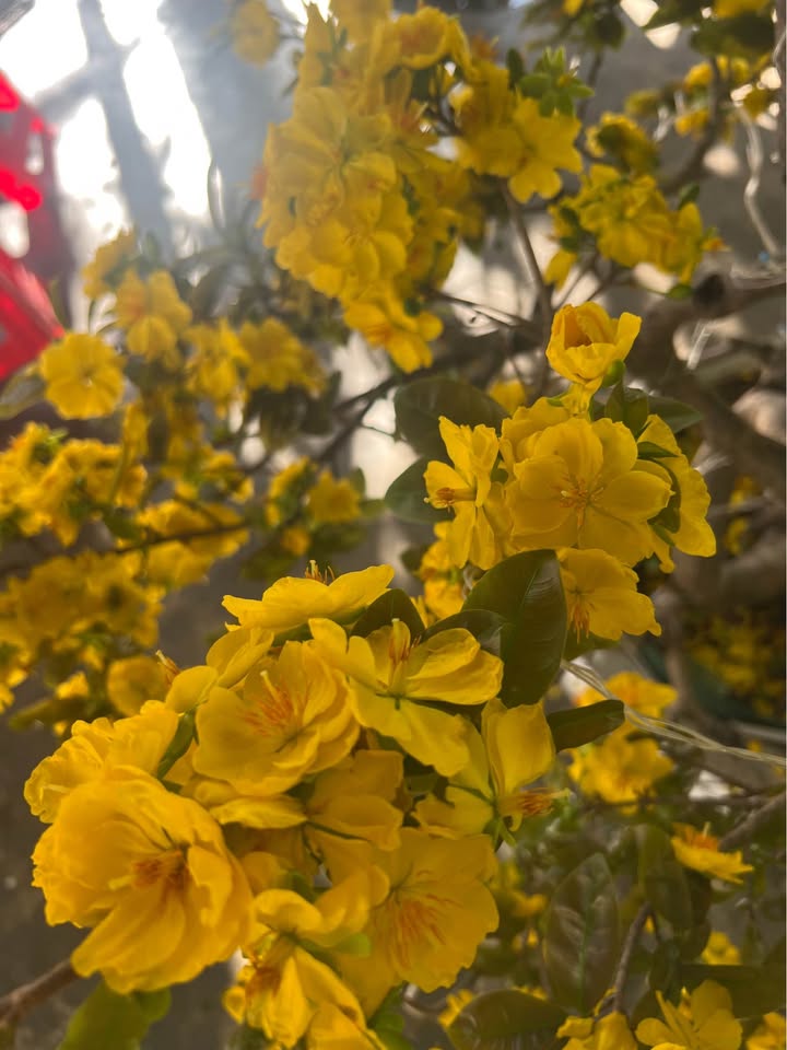 Đất nền Cà Ná 81m² giá 2 tỷ - Tiềm năng tăng giá vượt trội!