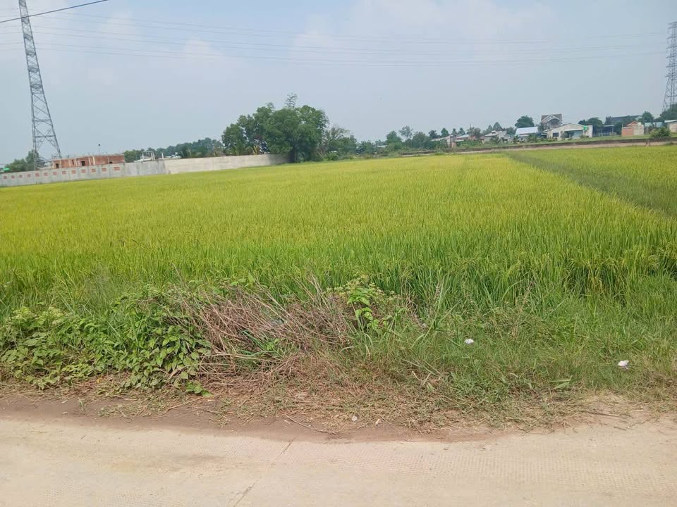 Đất Nền 2 Mặt Tiền TT Hậu Nghĩa, Long An - 1600m² Sổ Hồng, Lên Thổ Cư