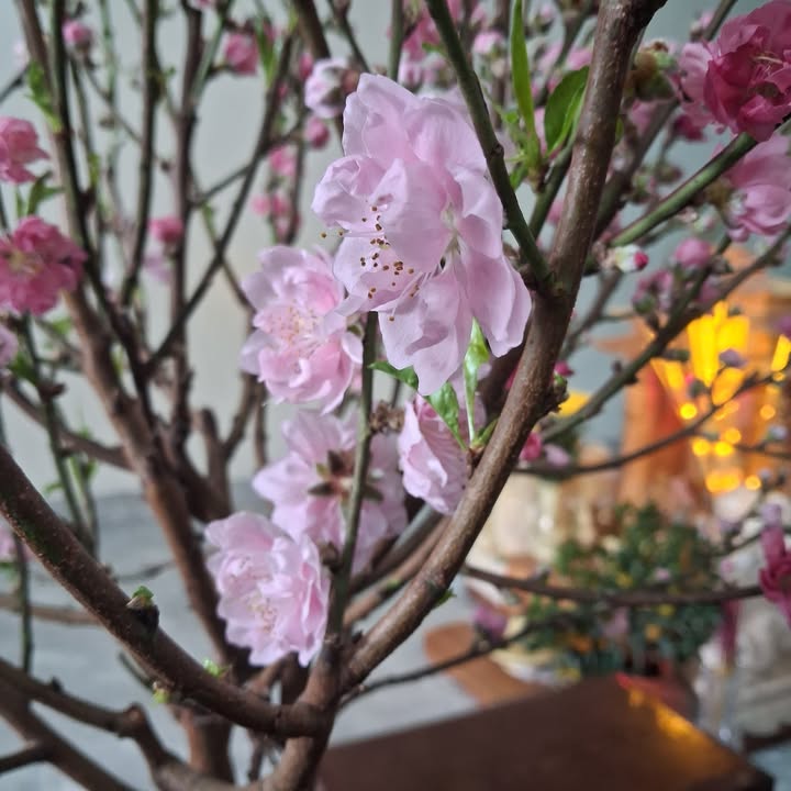 Đất nền QL1A Kiến An 700m² - Sổ đỏ chính chủ, kinh doanh sầm uất!