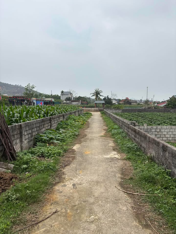 Đất Vàng Tượng Sơn Nông Cống - 300m² Full Thổ Cư, Sổ Đỏ Chính Chủ