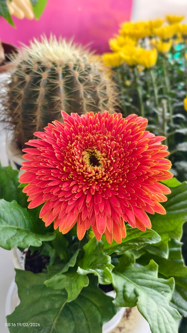 Bán đất Đông Thanh Lâm Hà 3000m² giá 1.8 tỷ - Sổ hồng chính chủ