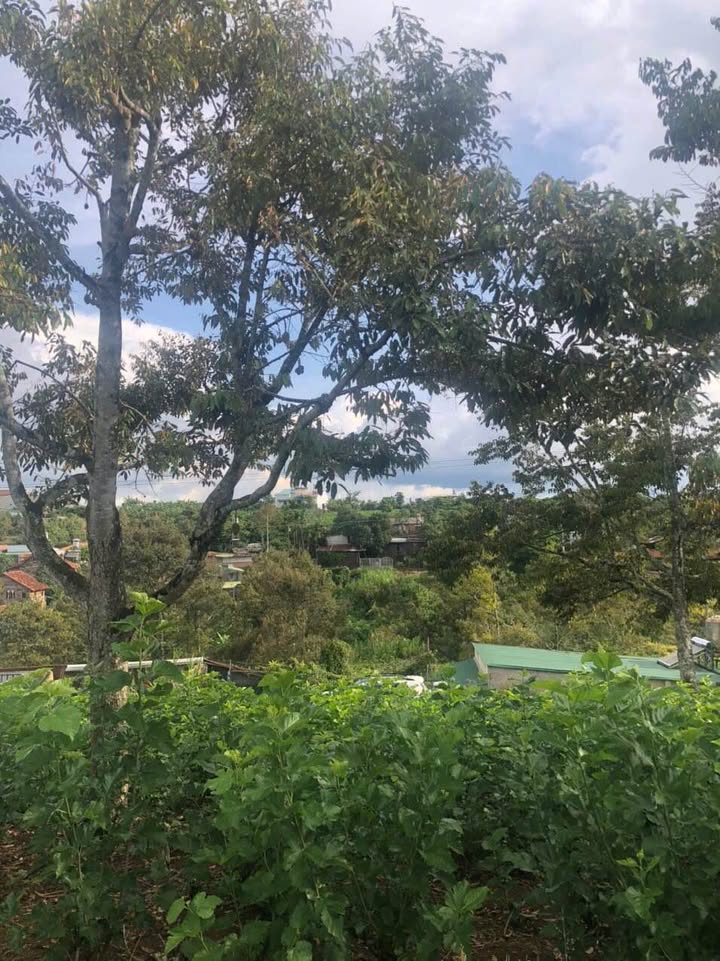 Bán Đất Phường 2, Bảo Lộc 100m² Hướng Nam - Sổ Đỏ Vuông Vắn