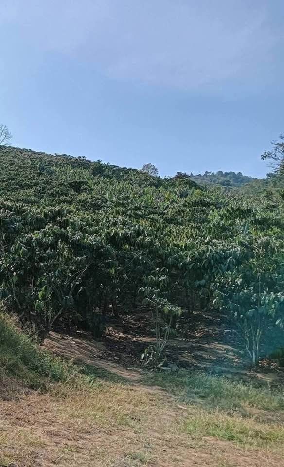 Bán Đất Vườn Bảo Lâm 11000m² - Sẵn Sàng Đầu Tư