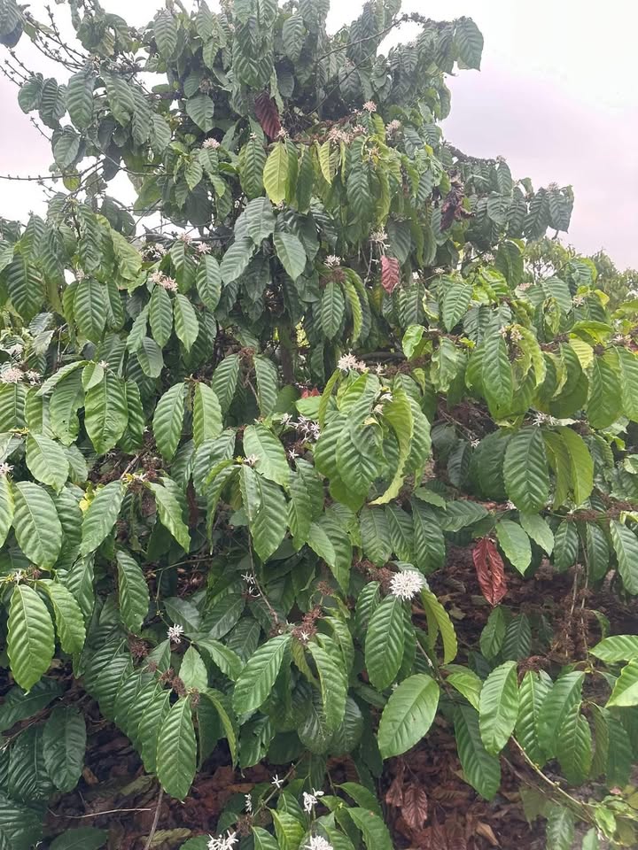 Bán Gấp Đất Rẫy 5300m² Đắk Lắk - 600 Cây Cà Phê, Sầu Riêng Năm Thứ 4