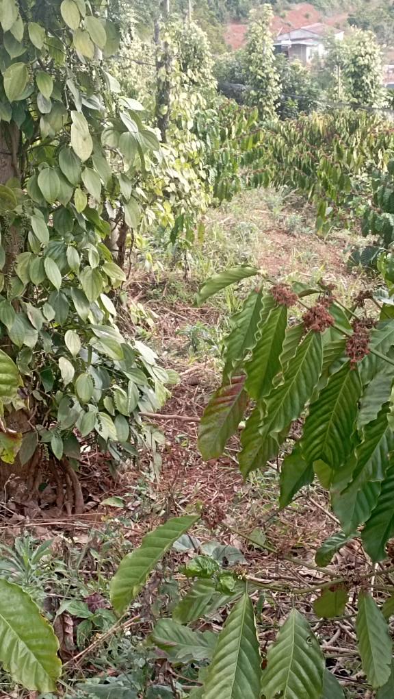 Đất Vườn Đắk Nia 5000m² giá 1.6 tỷ - Đầu tư dài hạn!