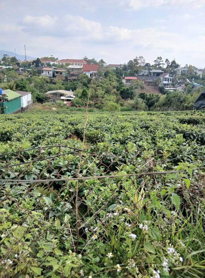 Bán Đất Trồng Trà Cafe 1440m² Phường Lộc Tiến, Bảo Lộc - Giá 4.5 Tỷ