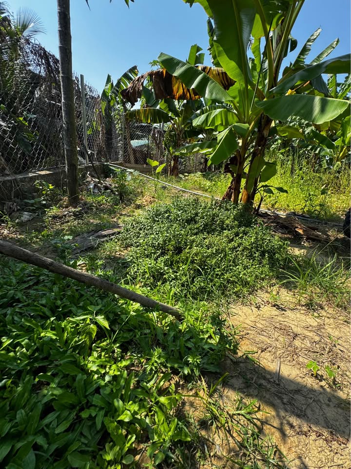 Đất nền Diên Toàn Diên Khánh 464m² 2,2 tỷ - Tiềm năng tăng giá