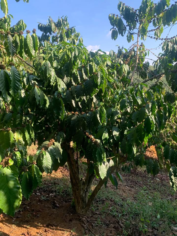 Bán Gấp Đất Vườn 7.3 Sào Tại Bảo Lâm, Lâm Đồng - Giá 3 Tỷ