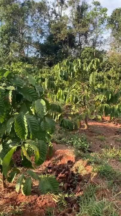 Đất Vườn Cư Klông, Krông Năng 3240m² - Tiềm năng tăng giá vượt trội!